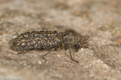 Lichenophanes bicornis