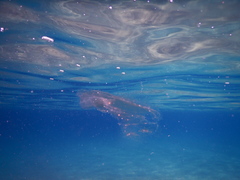 Leucothea multicornis