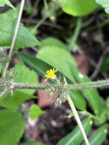 Image of Triumfetta pilosa by (c) 黃美滿, some rights reserved (CC BY)