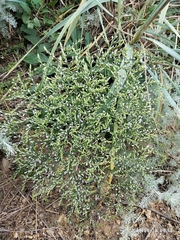 Goniolimon rubellum