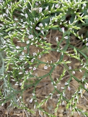 Goniolimon rubellum