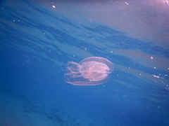 Leucothea multicornis