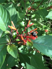 Bombus impatiens image