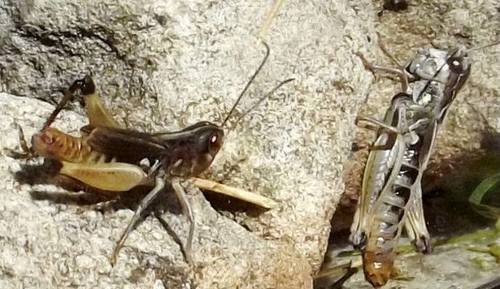 Mali dinarski skakavac (Rammeihippus dinaricus)