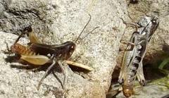 Rammeihippus dinaricus