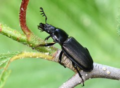 Platycerus depressus