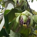 Passiflora tiliifolia - Photo (c) Suzanne Cadwell, some rights reserved (CC BY-NC), uploaded by Suzanne Cadwell