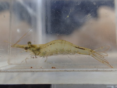 Caridina brevidactyla