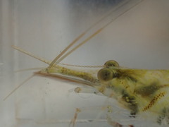 Caridina brevidactyla