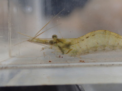 Caridina brevidactyla