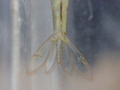 Caridina brevidactyla