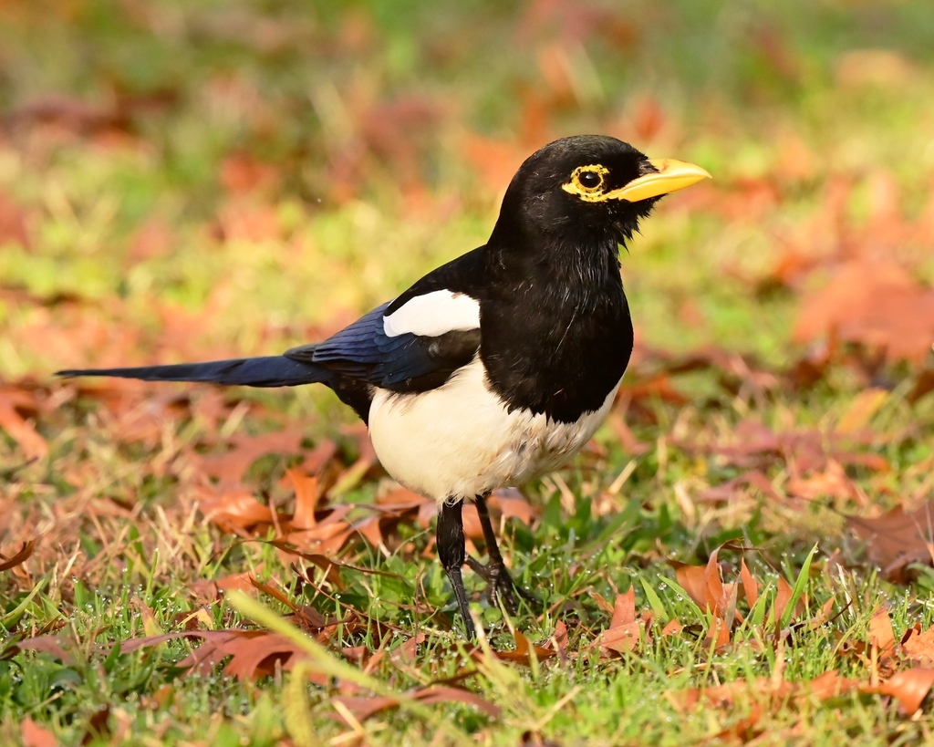 Yellow-billed Magpie (Common Birds of the Sacramento Area, CA ...