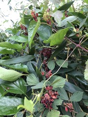 Rhynchosia volubilis