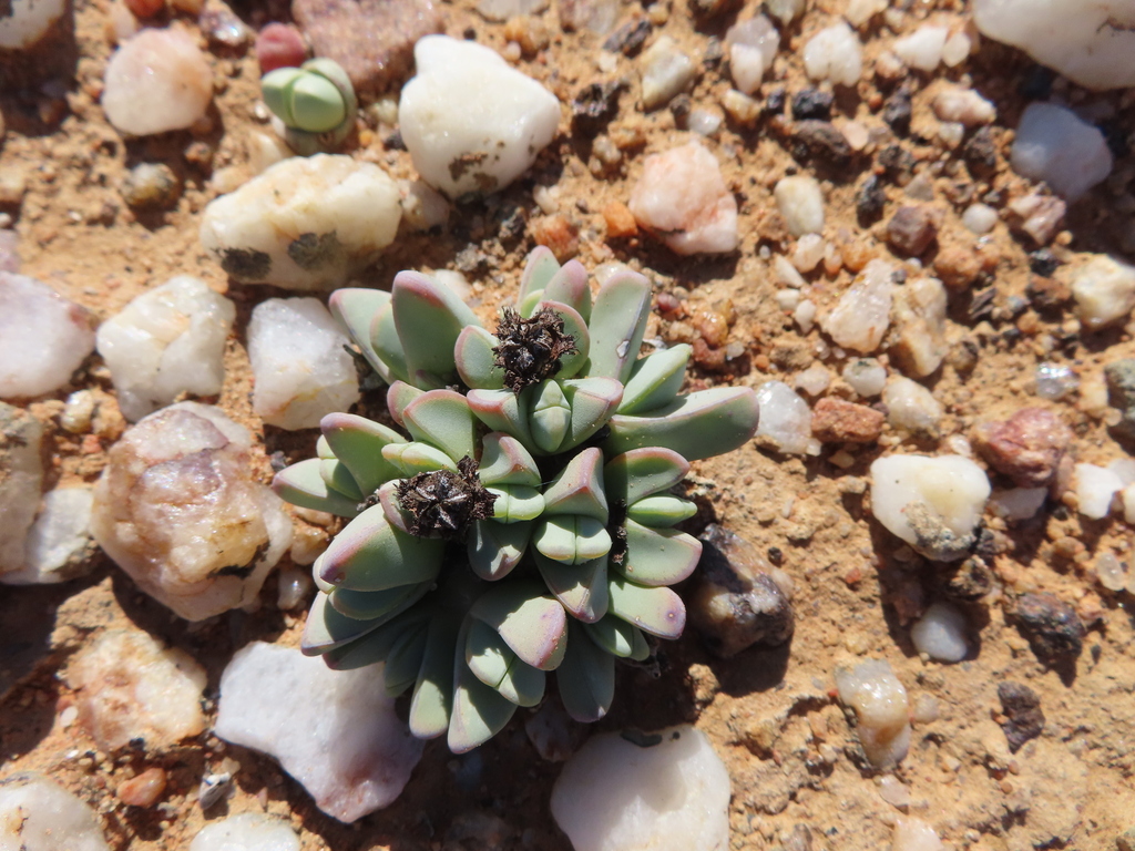 Ruschia dualis 2