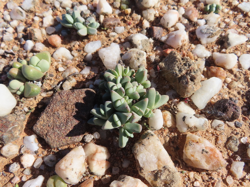Ruschia dualis 3