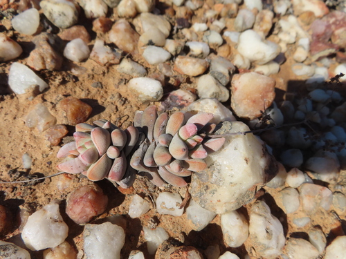Crassula deceptor
