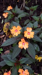 Impatiens hawkeri