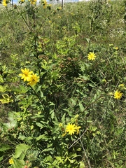 Silphium asperrimum