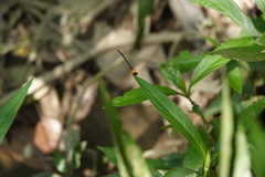 Prodasineura croconota
