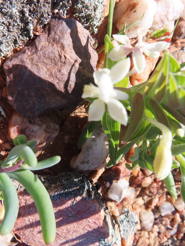 Lapeirousia angustifolia