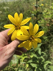 Silphium asperrimum