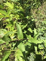 Silphium asperrimum