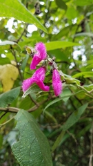 Salvia tortuosa
