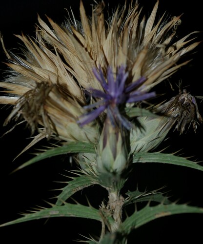 Carthamus pectinatus