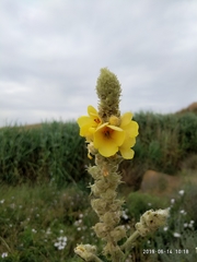 Verbascum ovalifolium
