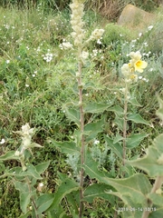 Verbascum ovalifolium