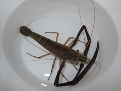 Macrobrachium lar