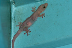 Gehyra australis