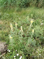 Verbascum ovalifolium