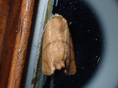 Apoda y-inversa