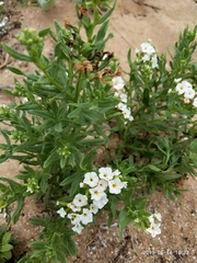 Tournefortia sibirica