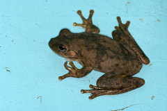 Litoria rothii