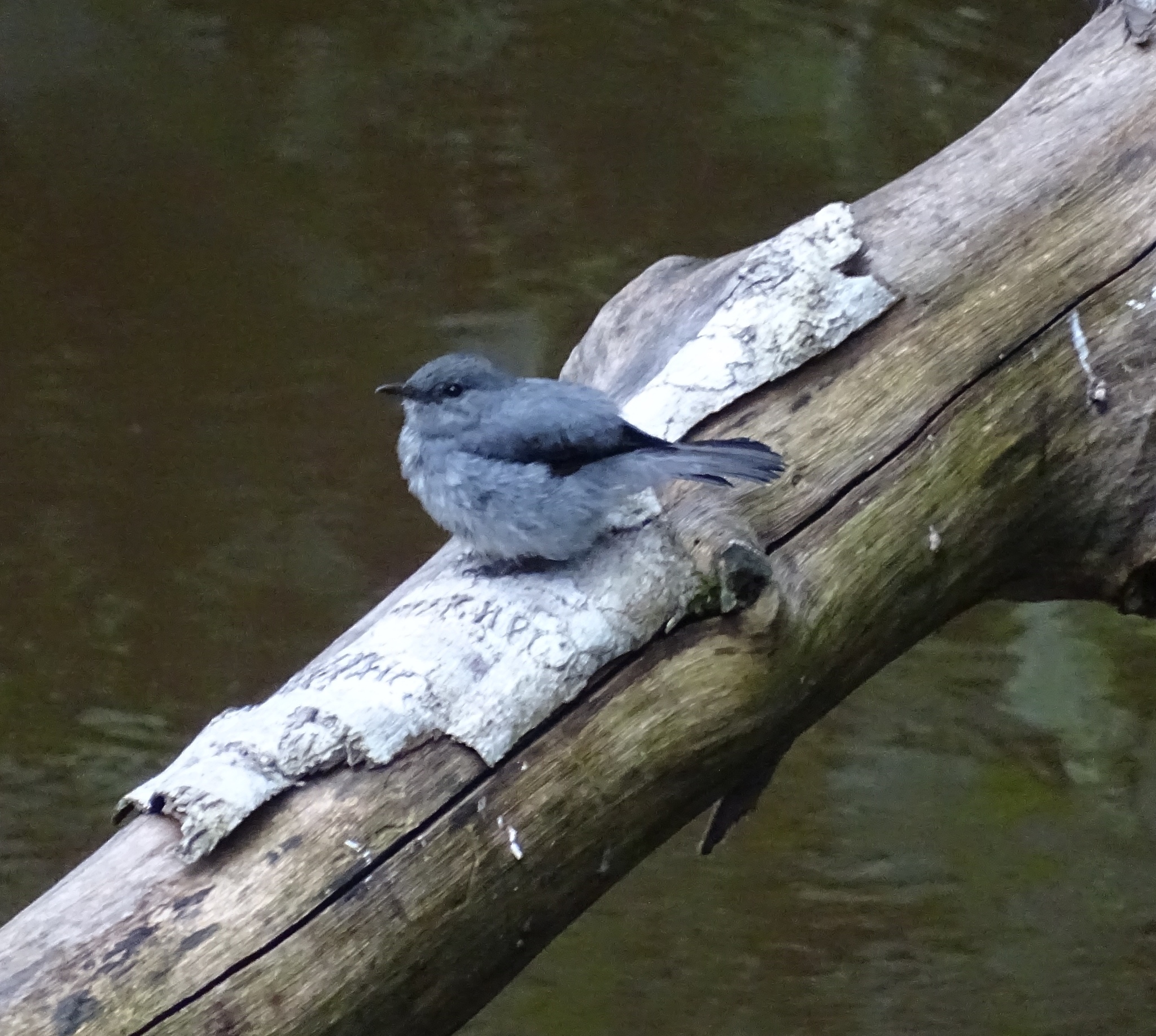 Cassin's Flycatcher illustration