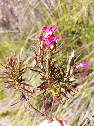 Esterhazya eitenorum (Esterhazya eitenorum)