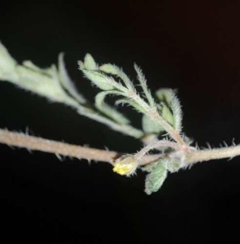 puncture vine