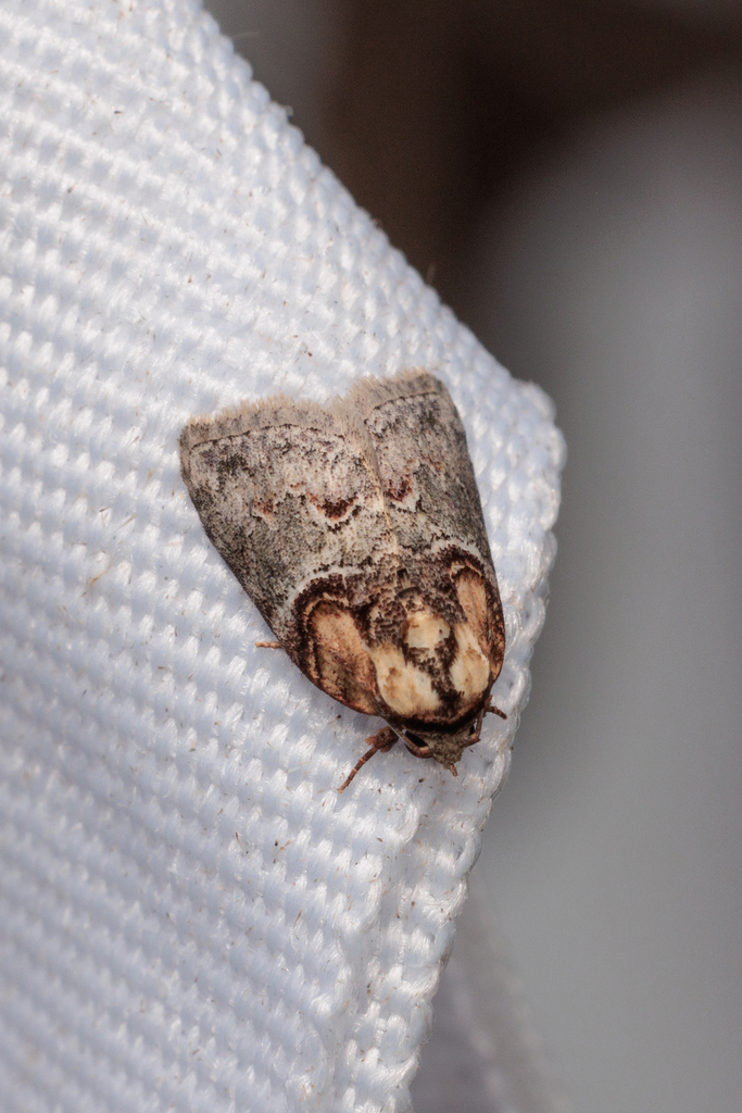 Garella vernoides from Jalan Girdle, Bukit Fraser, 49000 Bukit Fraser ...