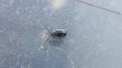 Microtheca semilaevis