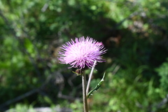Cirsium helenioides
