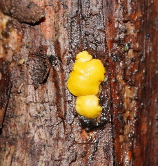 Trichoderma victoriense