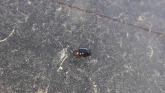 Microtheca semilaevis