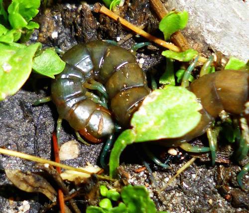 Scolopendra dalmatica