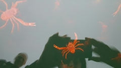 Grimothea planipes