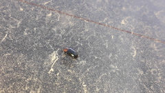 Microtheca semilaevis