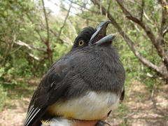 Trogon citreolus