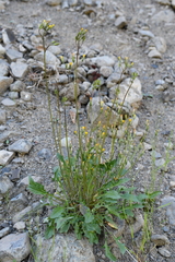 Crepis multicaulis