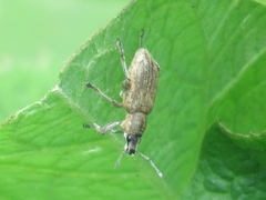 Tanymecus palliatus